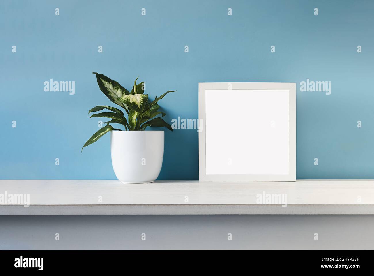Cornice fotografica bianca e Dieffenbachia, o pianta giovane di canna da piombo in un vaso di fiori bianchi su sfondo azzurro chiaro Foto Stock