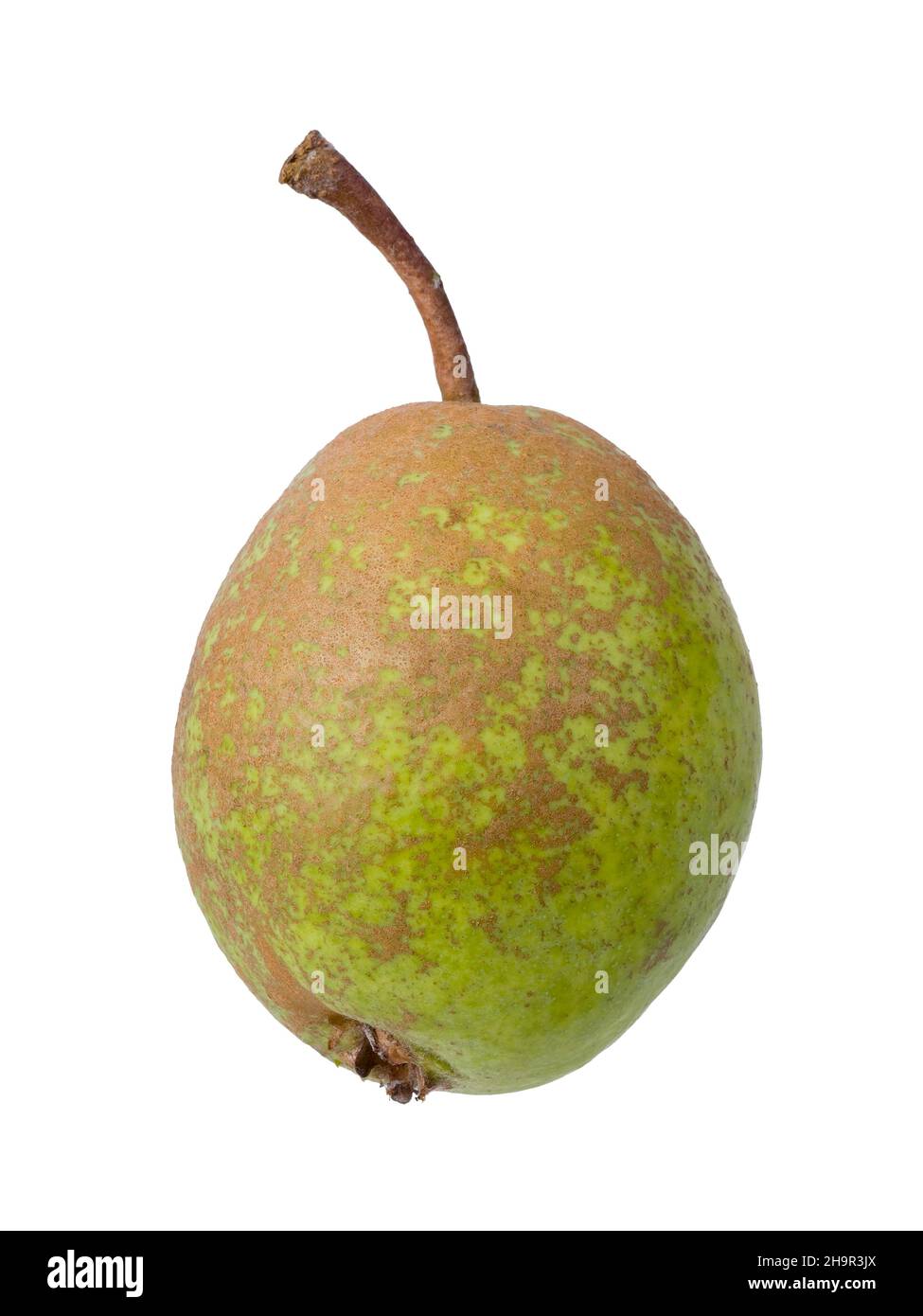 Pera varietà uovo selvatico Pear, ritaglio Foto Stock