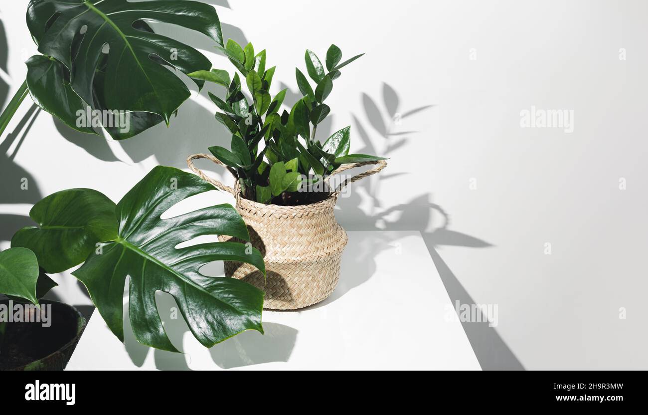 Zamioculcas, o zamiifolia zz pianta in una pentola di vimini su un tavolo bianco con monstera o formaggio svizzero vicino, e le loro ombre su una parete bianca, ho Foto Stock