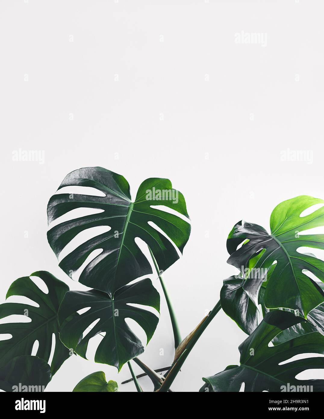 Monstera deliciosa o pianta di formaggio svizzero foglie verdi su sfondo bianco Foto Stock