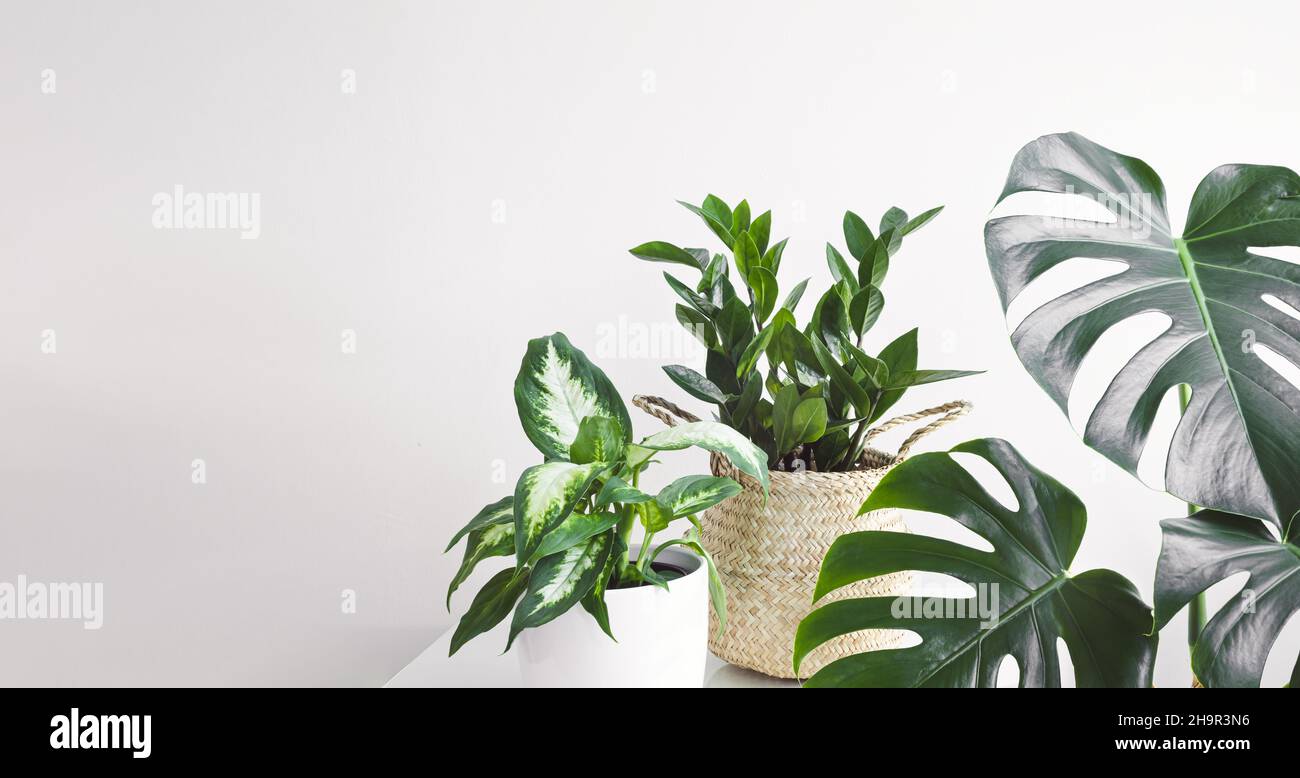 Dieffenbachia o Dumb canna pianta, Zamioculcas, o zamiifolia zz pianta e Monstera o formaggio svizzero pianta su uno sfondo bianco, giardinaggio casa e con Foto Stock