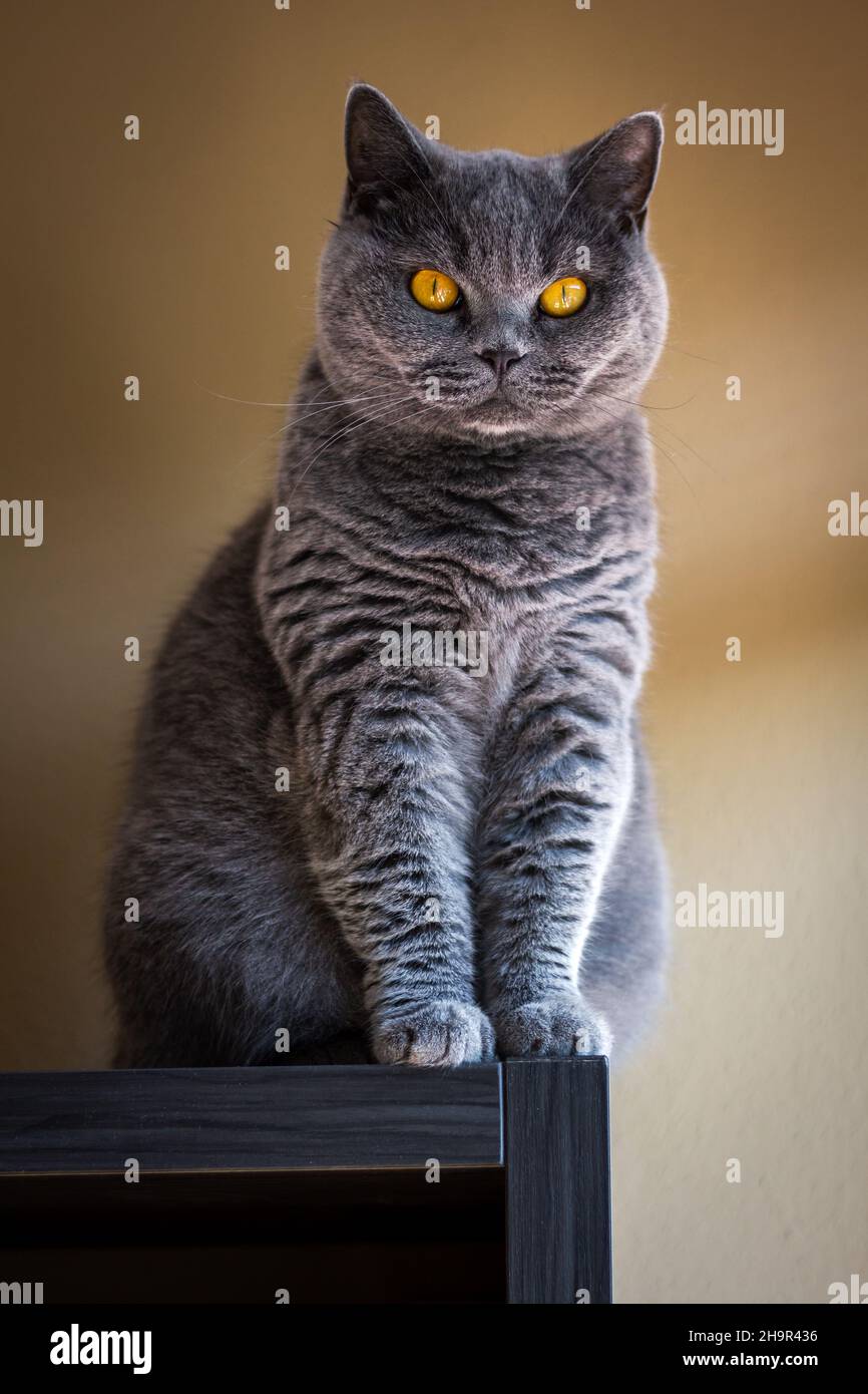 Gatto grigio britannico di shorthair che riposa all'interno. Gatto domestico carino seduto sui mobili Foto Stock