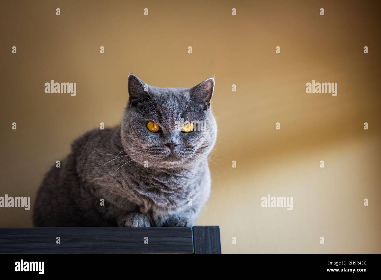 Gatto grigio britannico in shorthair al coperto. Gatto domestico carino che riposa sui mobili. Temi animali Foto Stock