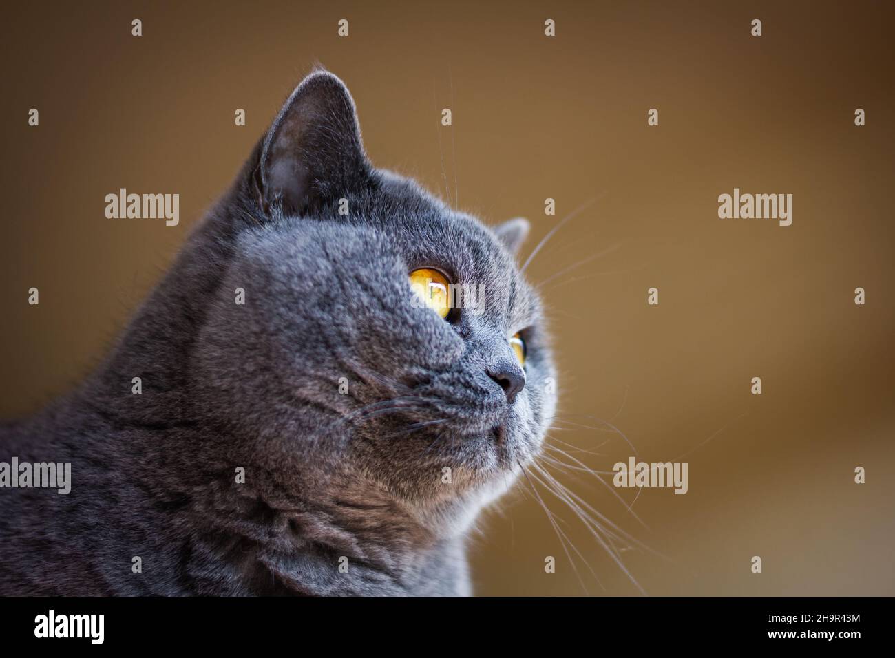 Gatto grigio di shorthair britannico che guarda via. Primo piano testa di gatto nazionale Foto Stock