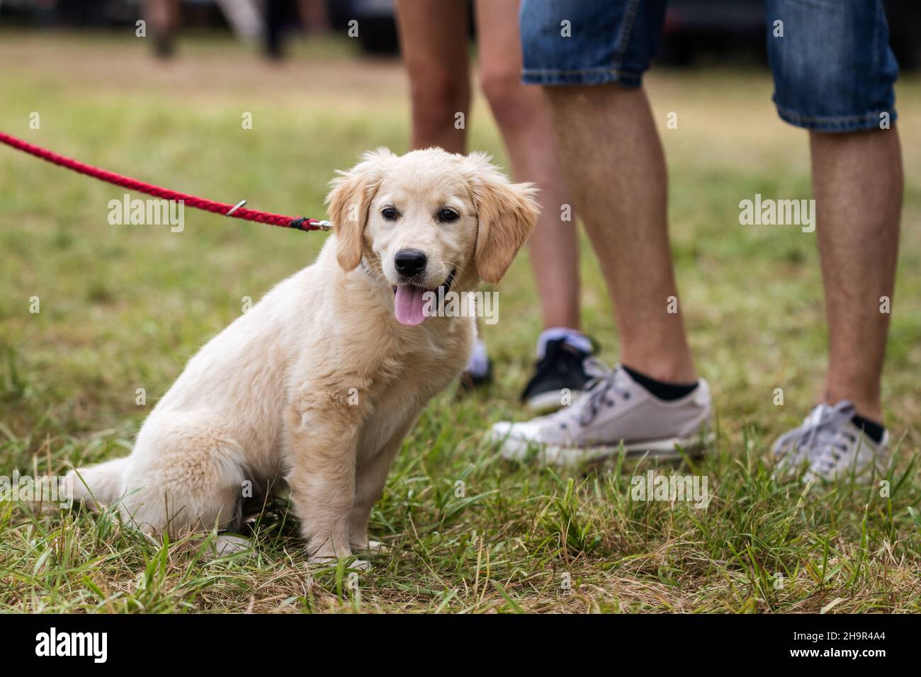 Cucciolo Golden Retriever all'aperto. Carino cane giovane con la gente. Amicizia tra persone e animali domestici Foto Stock