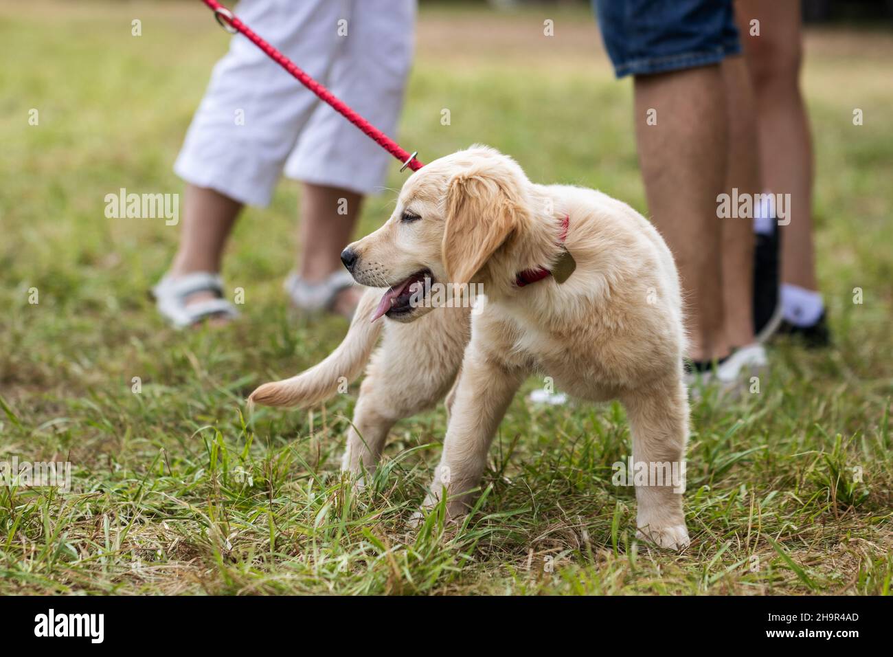 Cucciolo Golden Retriever all'aperto. Carino cane giovane con la gente. Amicizia tra persone e animali domestici Foto Stock