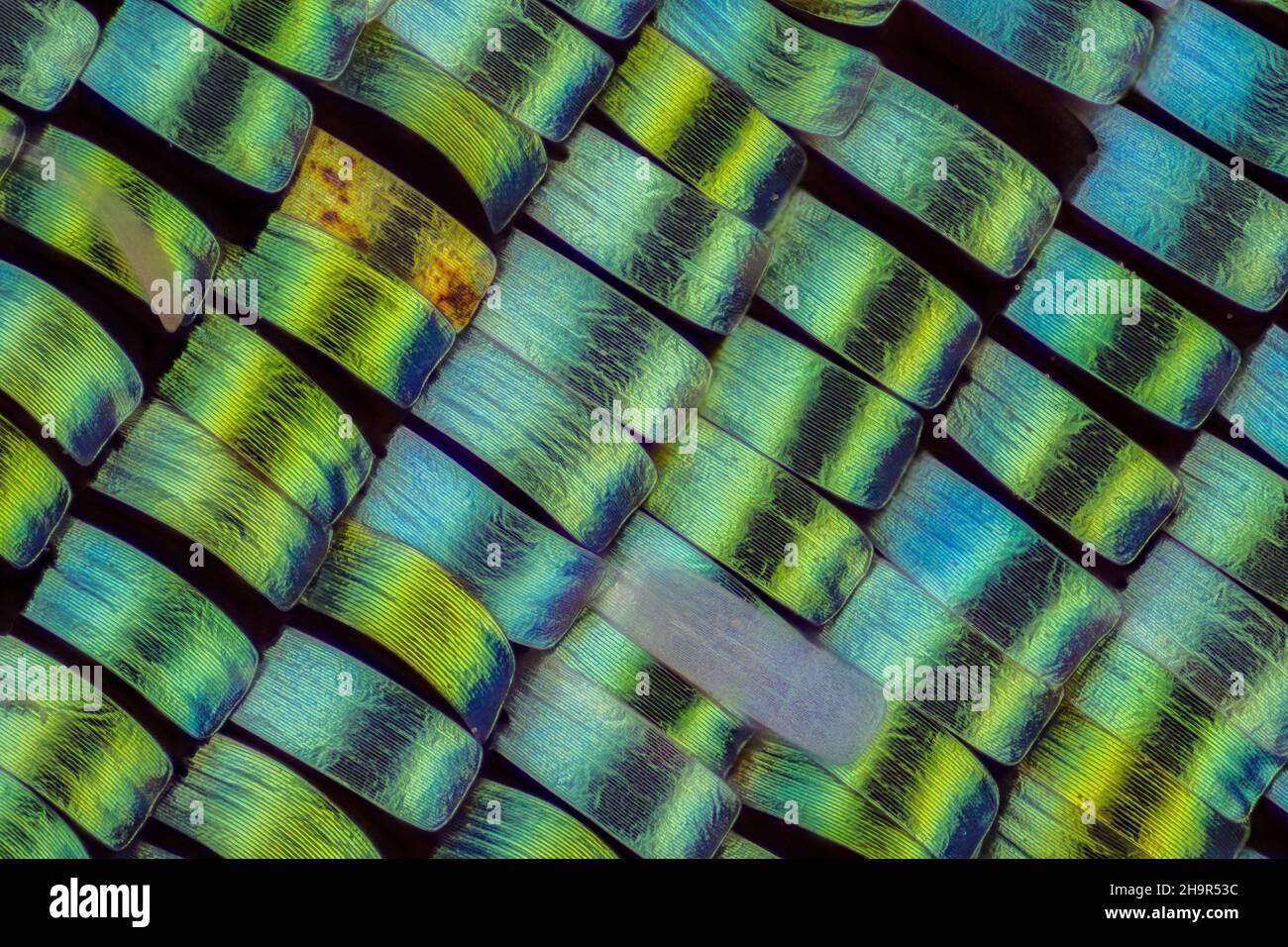 Scale alari di Urania rhipheus, macro foto, ingrandimento ABM 10:1, Assia, Germania Foto Stock