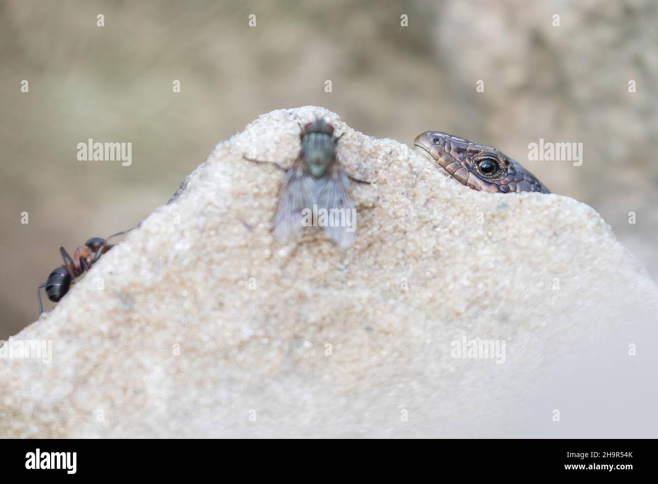 Lucertola vivipara (Lacerta vivipara), agguantata dietro la pietra per volare e formica, Assia, Germania Foto Stock