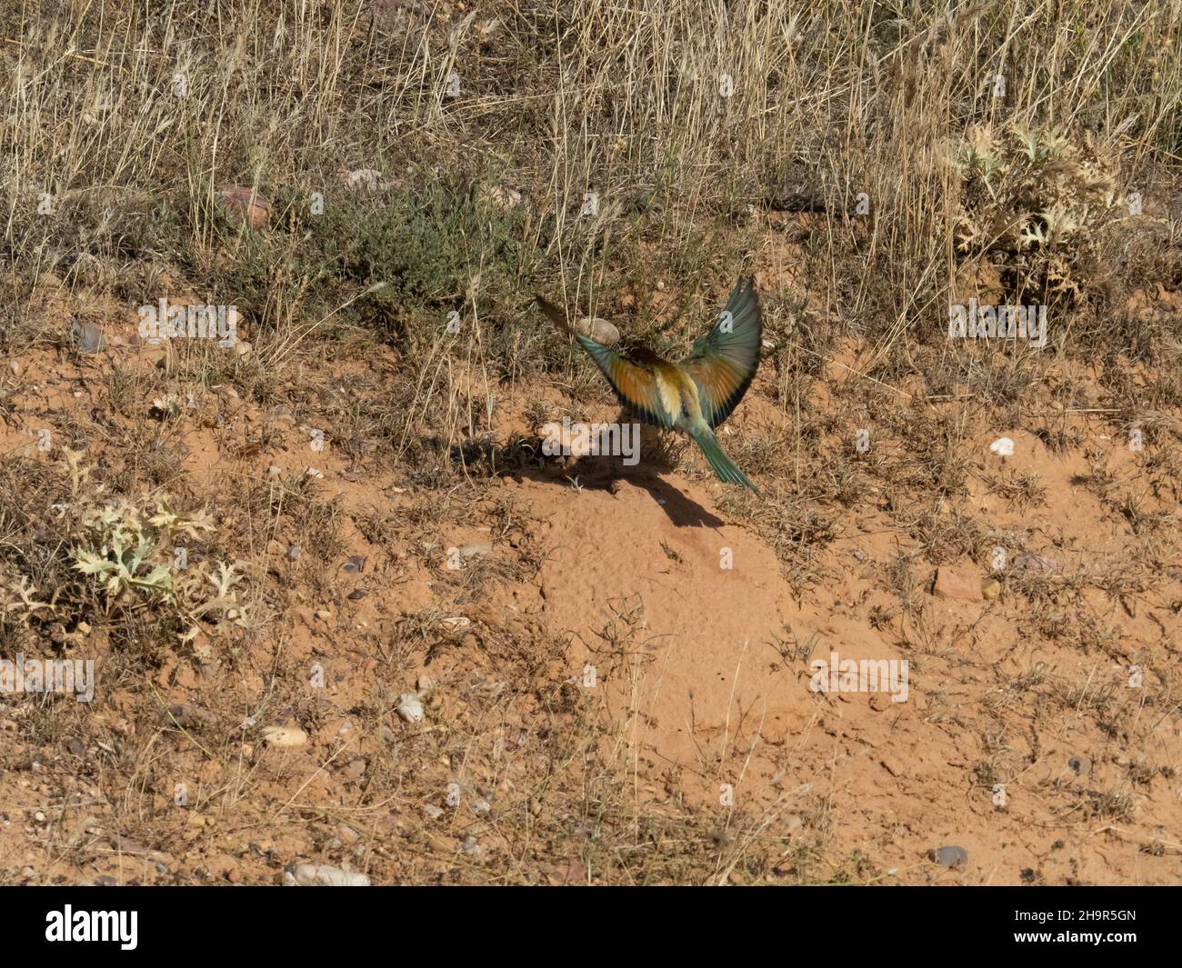 Un apirico europeo (apirico Merops) che atterra nei pressi del nido con le ali aperte. Foto Stock