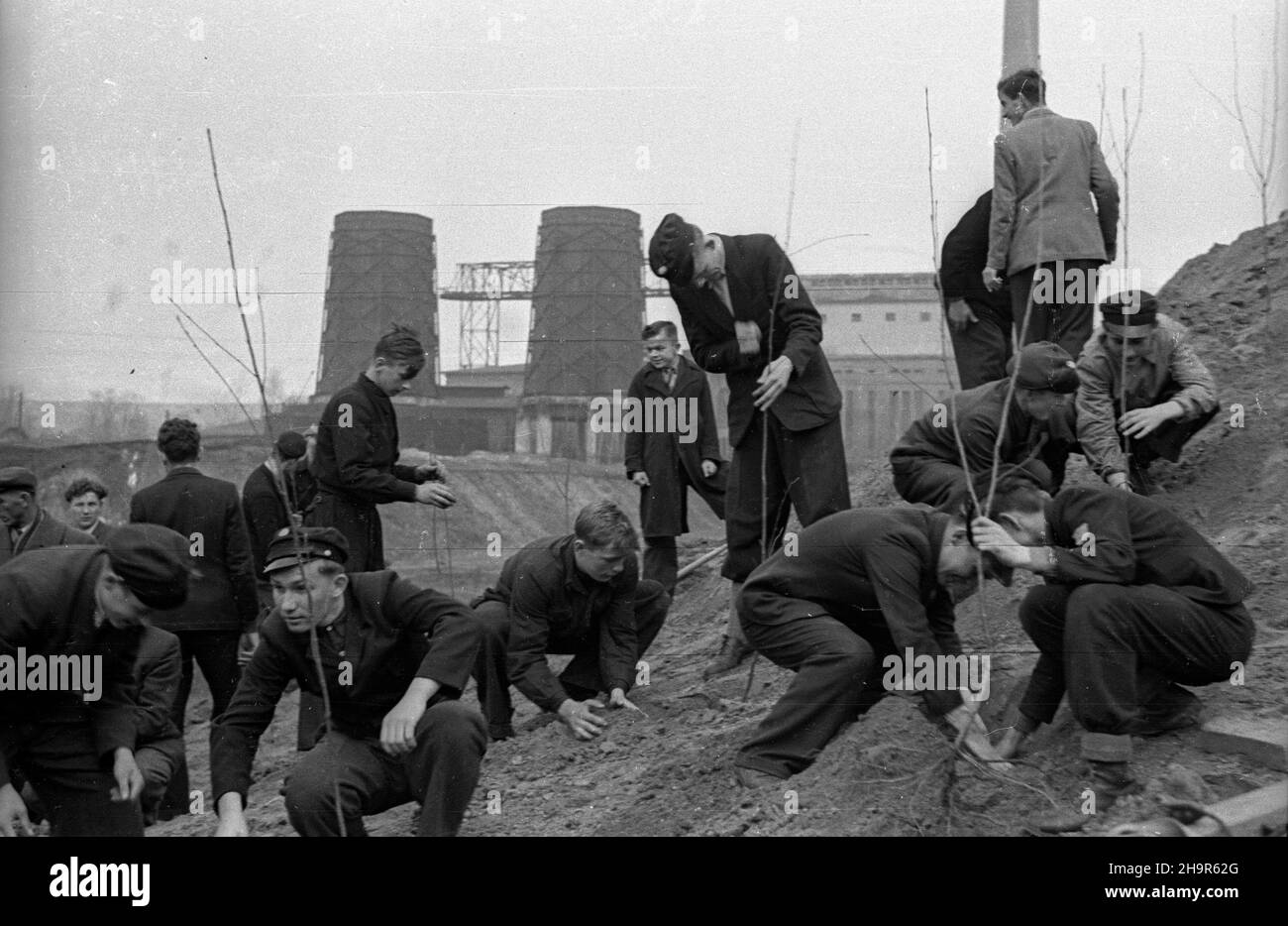 Chrzanów, 1949-04-09. M³odzie¿ sadzi drzewka na ha³dach kopalni Matylda. msa PAP Chrzanow, 9 aprile 1949. Giovani piantano alberi su cumuli di scorie di Matylda. msa PAP Foto Stock