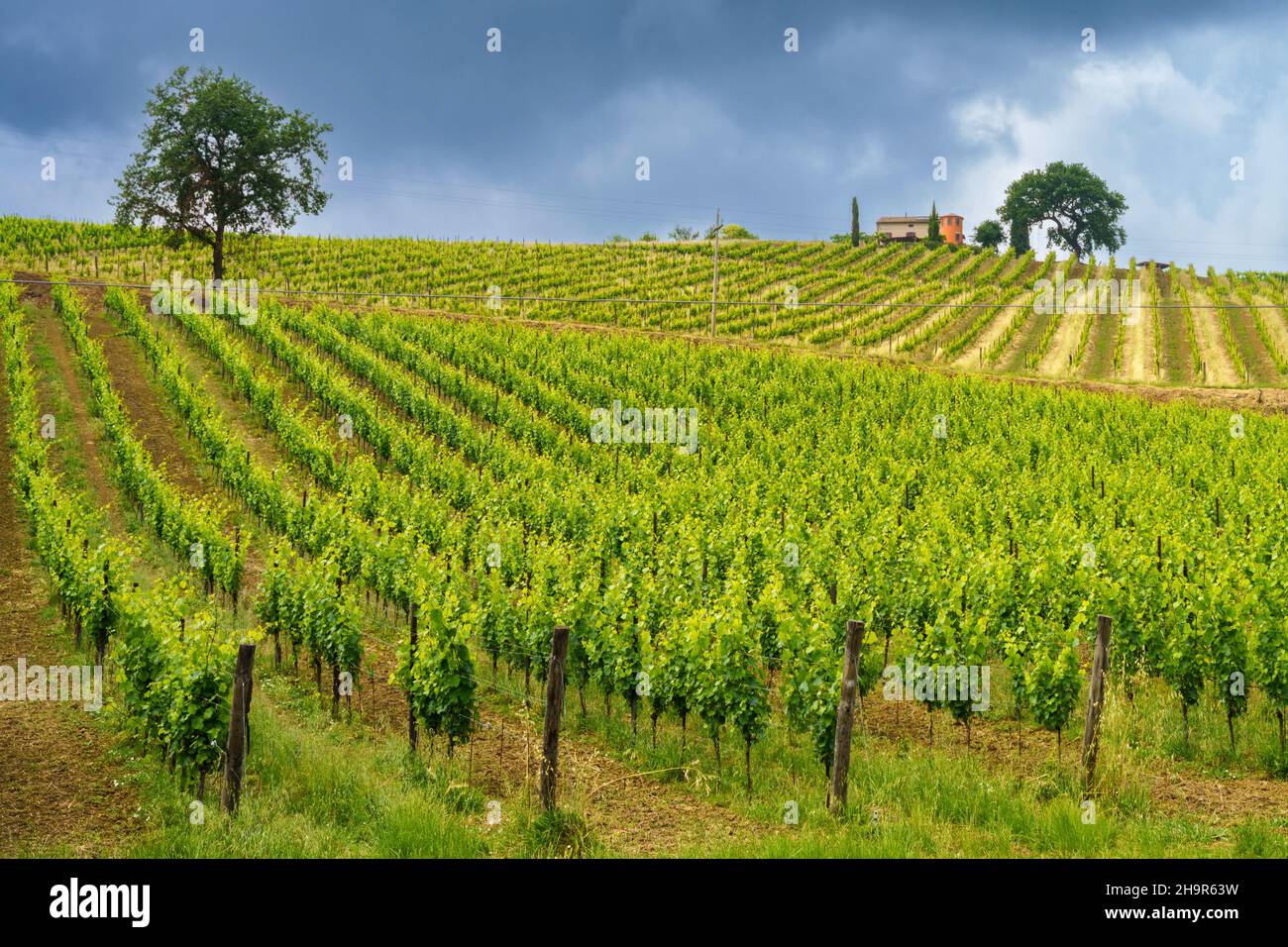 Paesaggio rurale nei pressi di Monterubbiano e Ripatransone, tra le province di fermo e Ascoli Piceno, Marche, Italia, in primavera Foto Stock