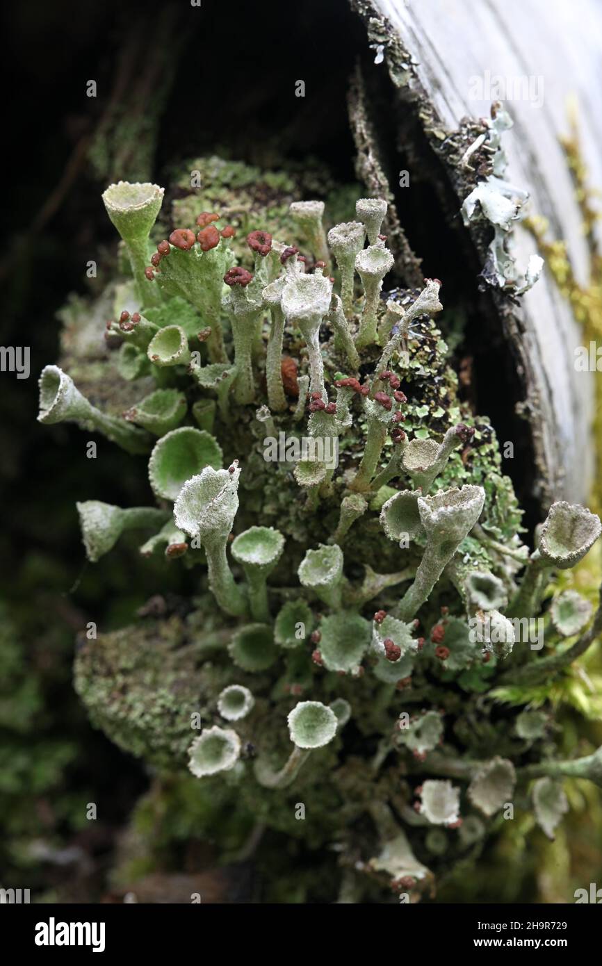 Cladonia gracilis subsp. Turbinata, una tazza di lichene finlandese senza nome inglese comune Foto Stock