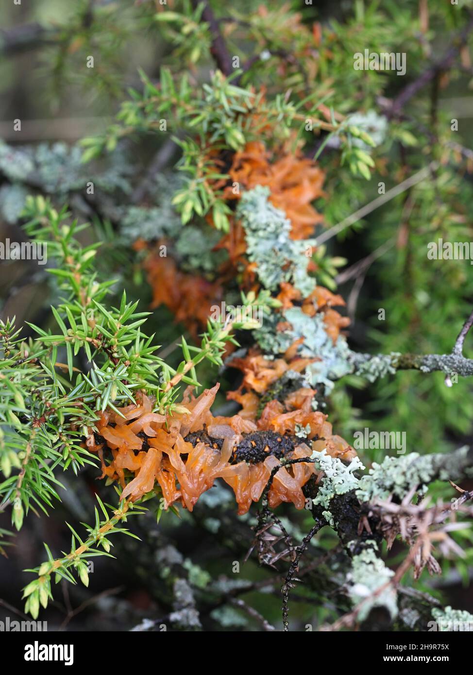 Gymnosporangium clavariiforme, comunemente noto come lingue di fuoco, fungo selvatico dalla Finlandia Foto Stock