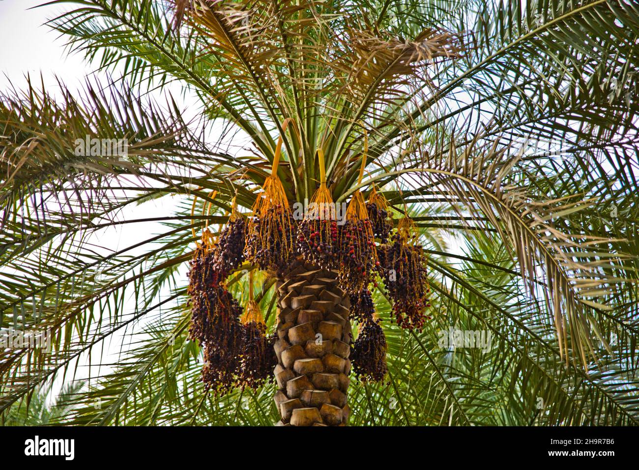 Dattero palma, oasi vicino al vecchio insediamento di argilla di al Hamra, al Hamra, Oman Foto Stock