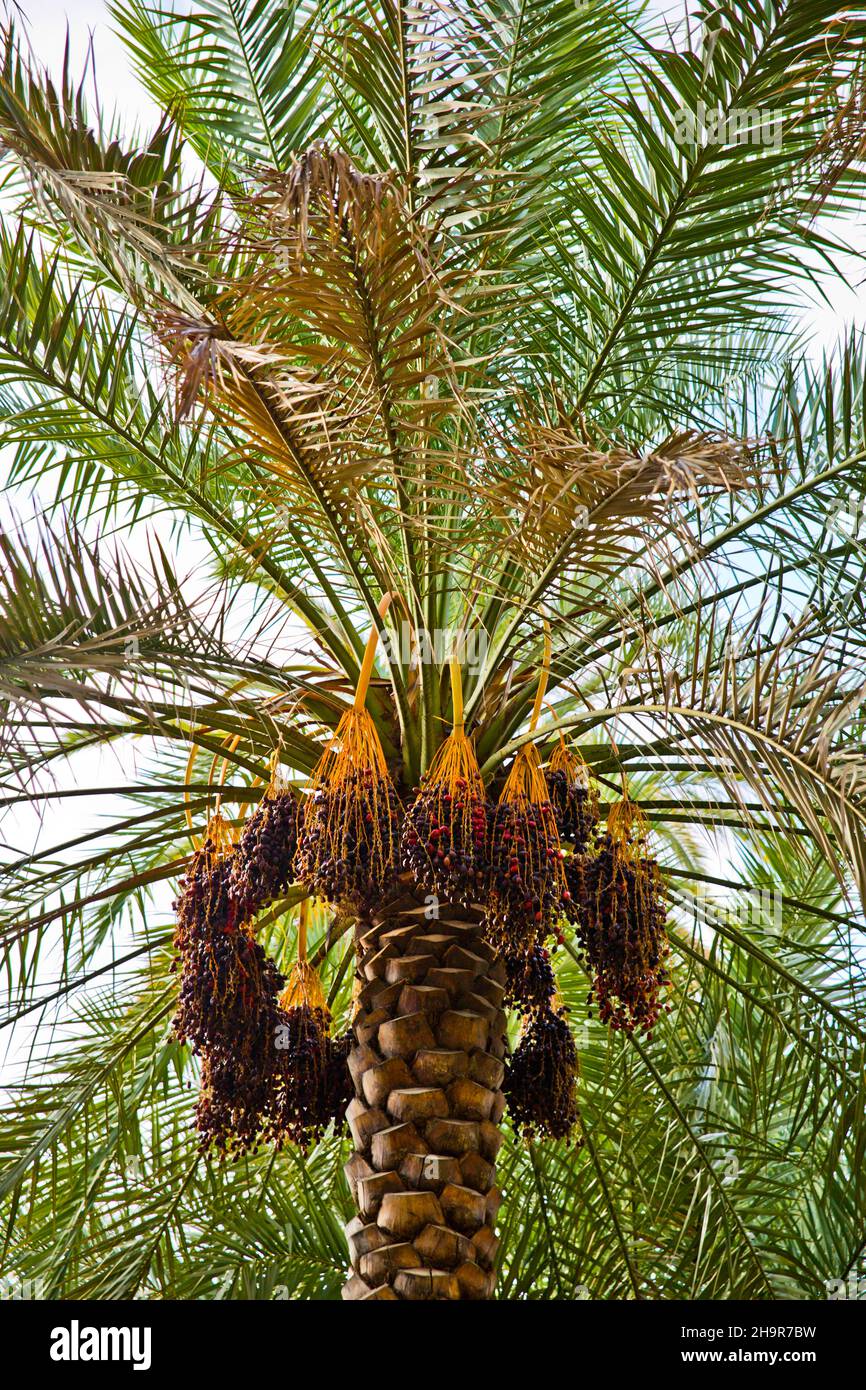 Dattero palma, oasi vicino al vecchio insediamento di argilla di al Hamra, al Hamra, Oman Foto Stock