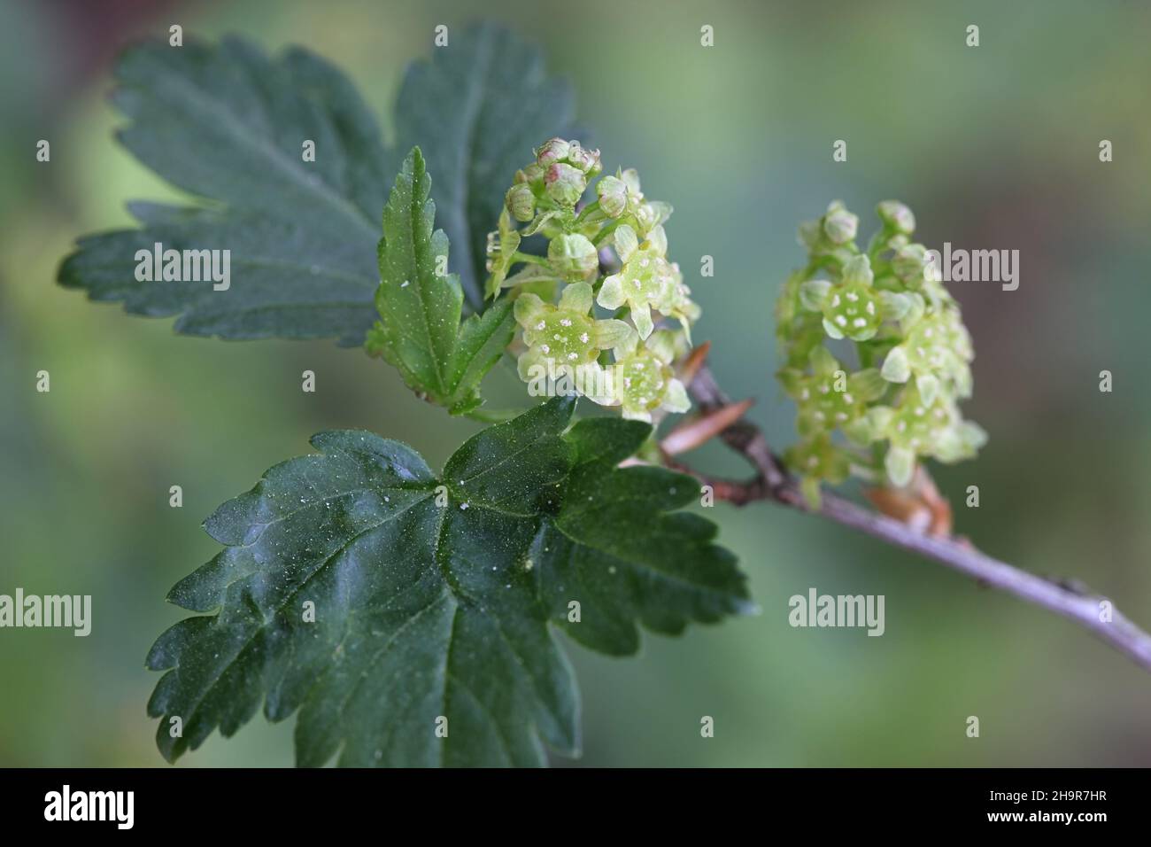 Ribes alpinum, noto come ribes di montagna o ribes alpino, foglie e fiori nuovi Foto Stock