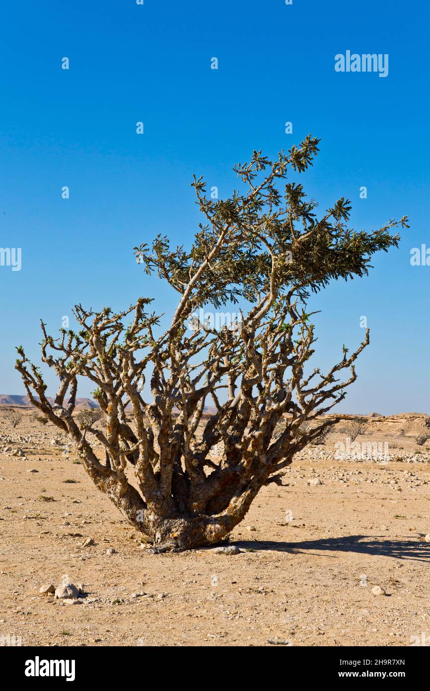 Alberi di incenso in Wadi Doka, Salalah, Salalah, Dhofar, Oman Foto Stock