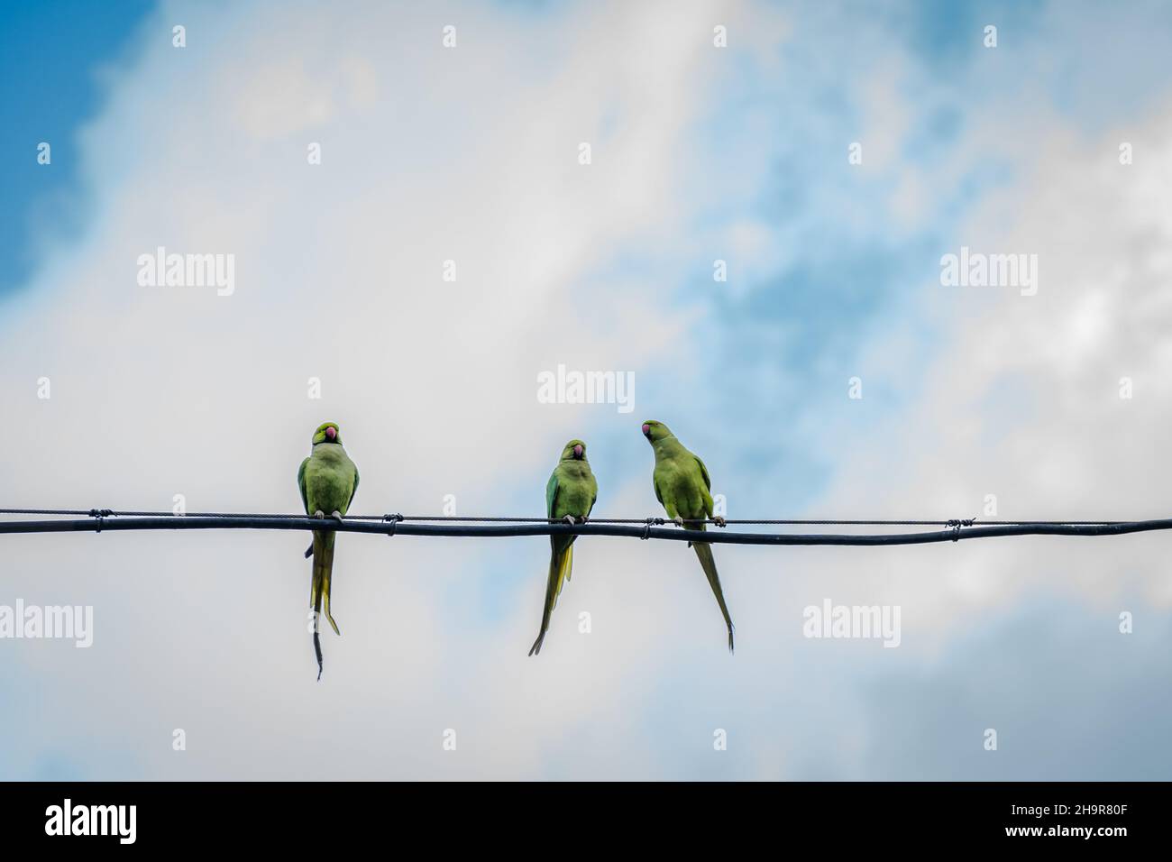 Pappagalli di parakeet con anelli di rosa (Psittacula krameri) seduti su un cavo e sullo sfondo il cielo. Scena della fauna selvatica dalla natura tropicale Foto Stock