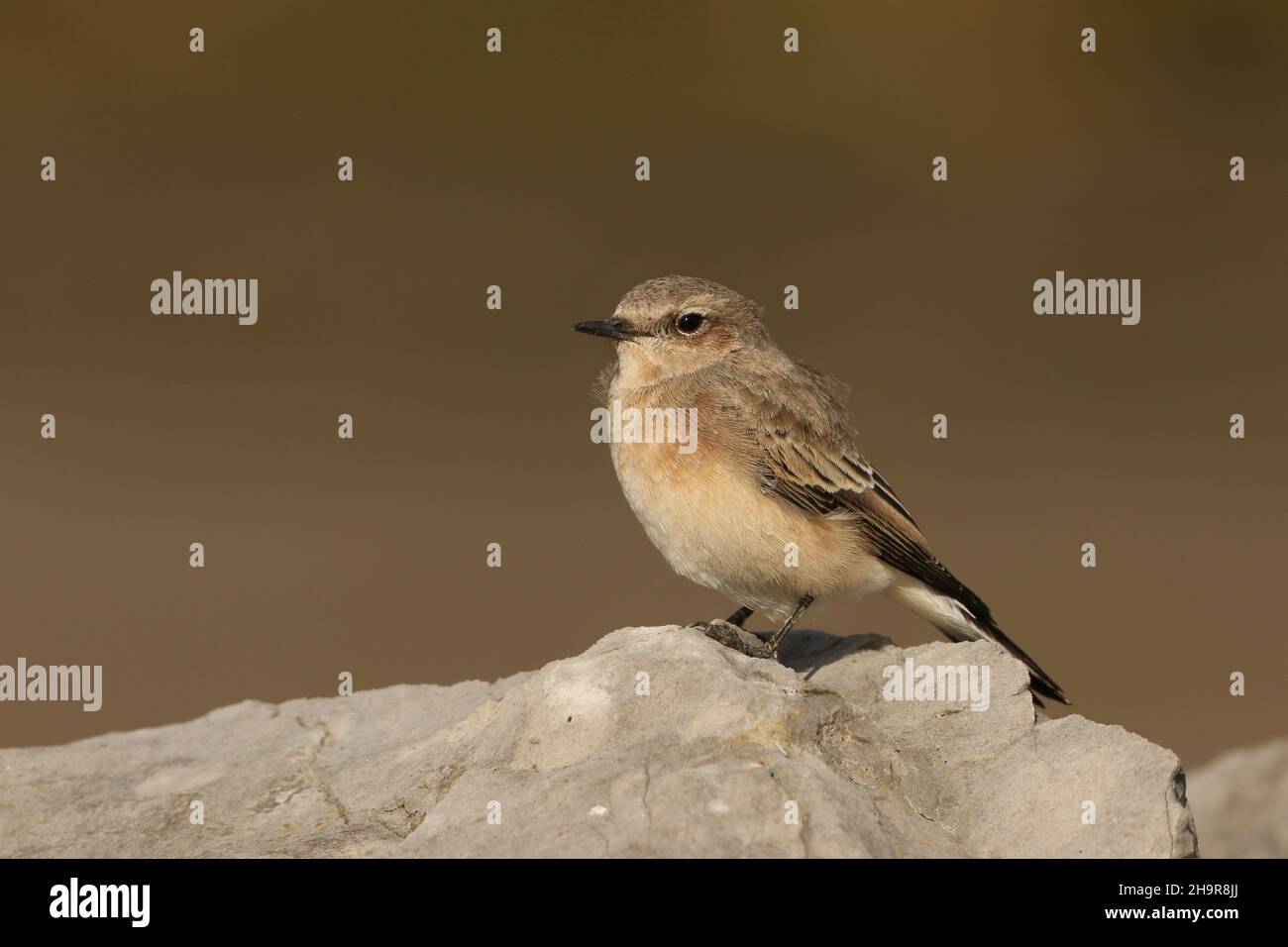 Il Wheatear dalle orecchie nere è un uccello raro nel Regno Unito. Questo individuo è stato trovato nel Lancashire costiero dove è rimasto per un certo numero di giorni, - migrante di autunno. Foto Stock