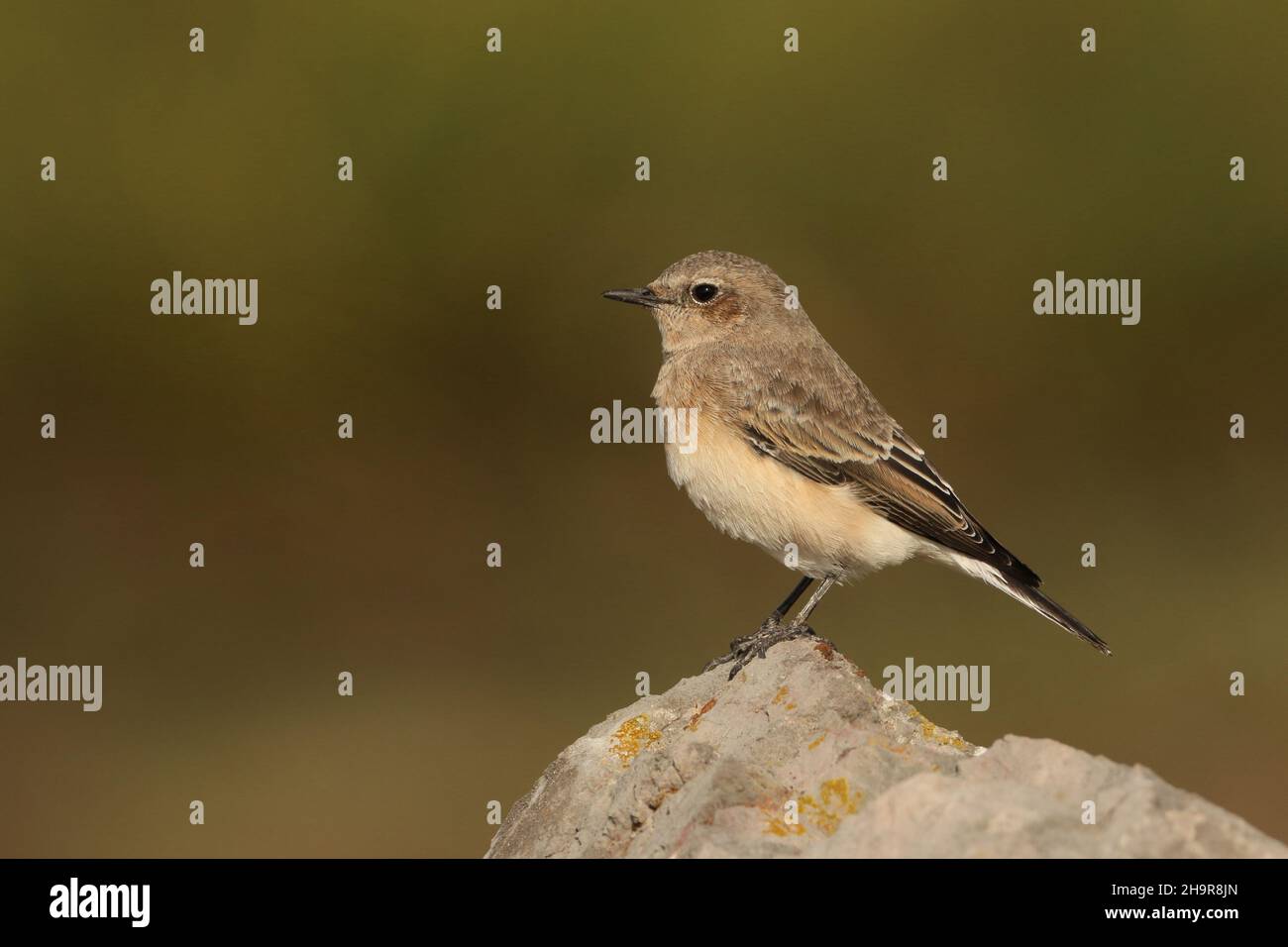 Il Wheatear dalle orecchie nere è un uccello raro nel Regno Unito. Questo individuo è stato trovato nel Lancashire costiero dove è rimasto per un certo numero di giorni, - migrante di autunno. Foto Stock