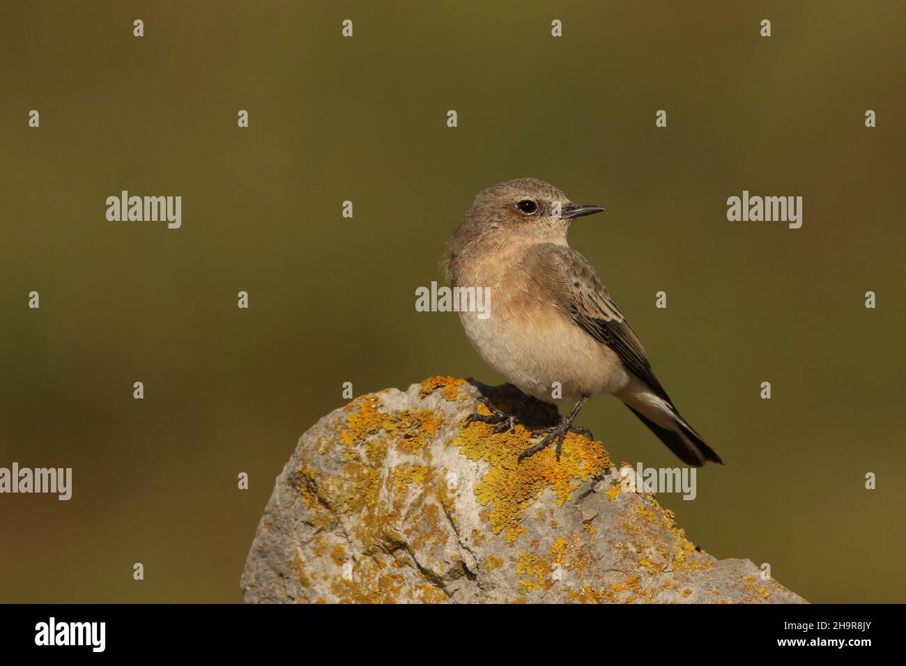 Il Wheatear dalle orecchie nere è un uccello raro nel Regno Unito. Questo individuo è stato trovato nel Lancashire costiero dove è rimasto per un certo numero di giorni, - migrante di autunno. Foto Stock