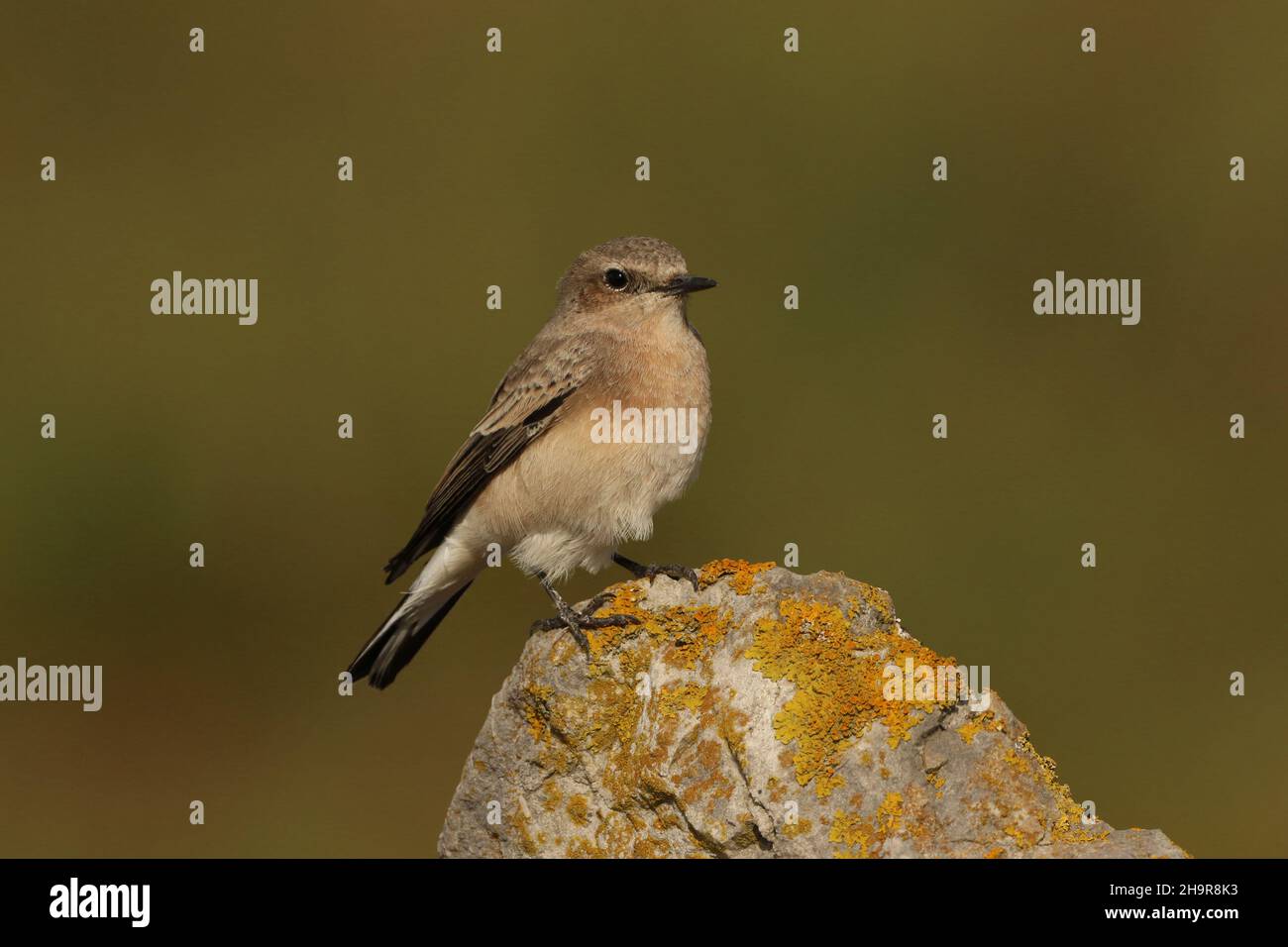 Il Wheatear dalle orecchie nere è un uccello raro nel Regno Unito. Questo individuo è stato trovato nel Lancashire costiero dove è rimasto per un certo numero di giorni, - migrante di autunno. Foto Stock