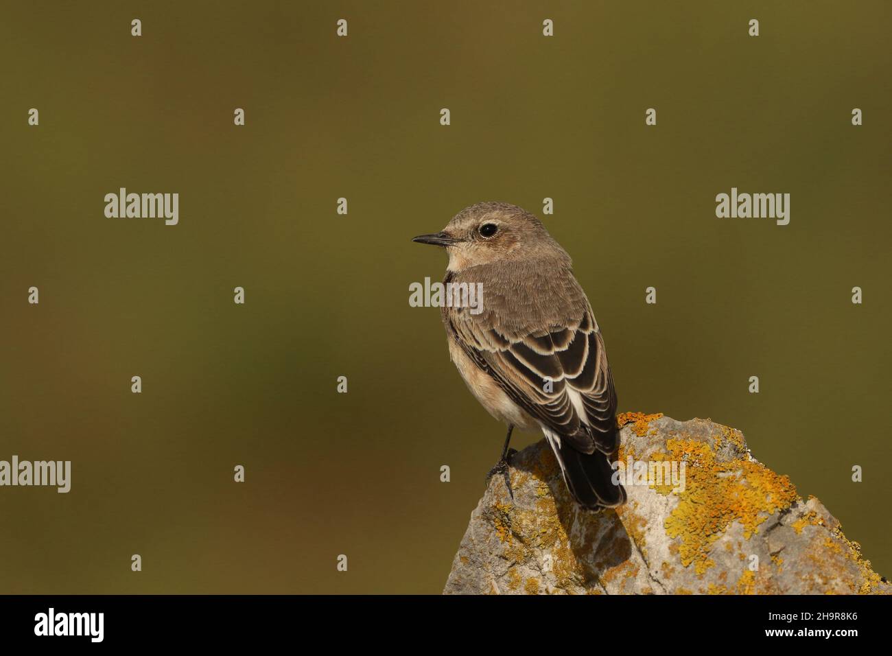 Il Wheatear dalle orecchie nere è un uccello raro nel Regno Unito. Questo individuo è stato trovato nel Lancashire costiero dove è rimasto per un certo numero di giorni, - migrante di autunno. Foto Stock