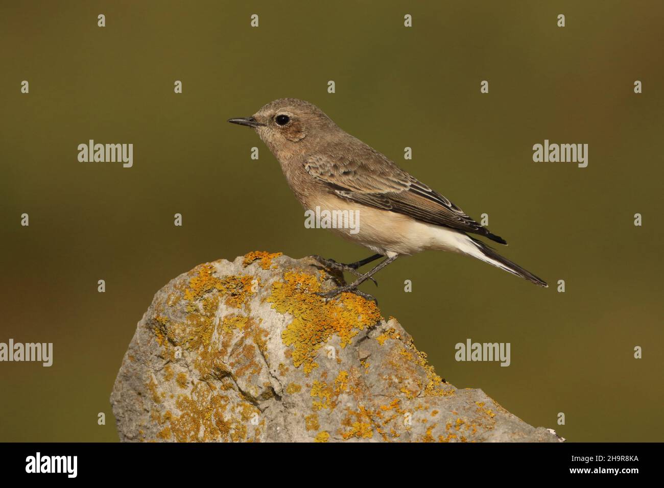 Il Wheatear dalle orecchie nere è un uccello raro nel Regno Unito. Questo individuo è stato trovato nel Lancashire costiero dove è rimasto per un certo numero di giorni, - migrante di autunno. Foto Stock