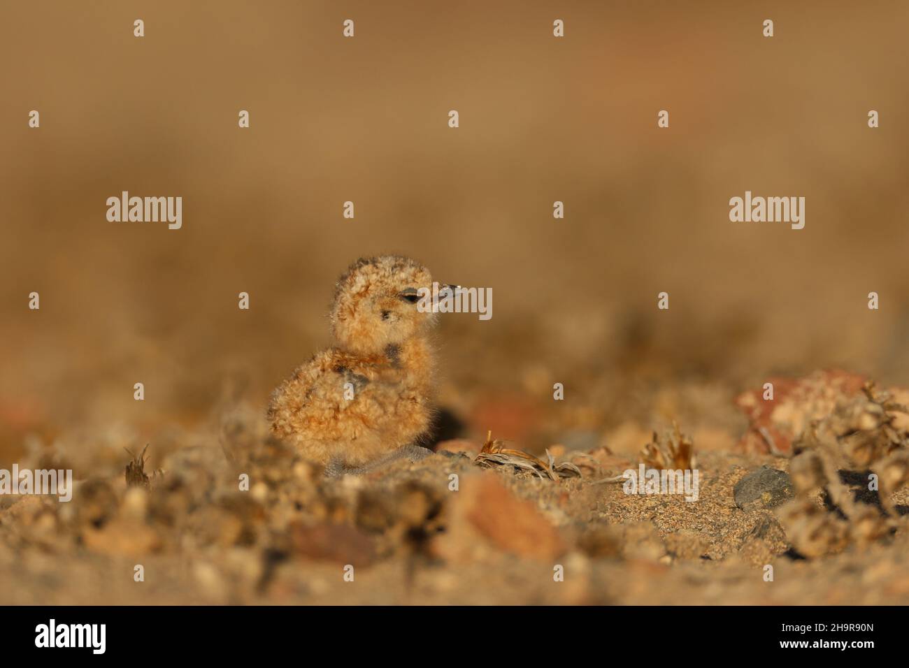 Questo pulcino di cortigiano color crema era mobile e trovato con i suoi genitori nel deserto arido a Lanzarote. (Una scoperta rara per settembre.) Foto Stock