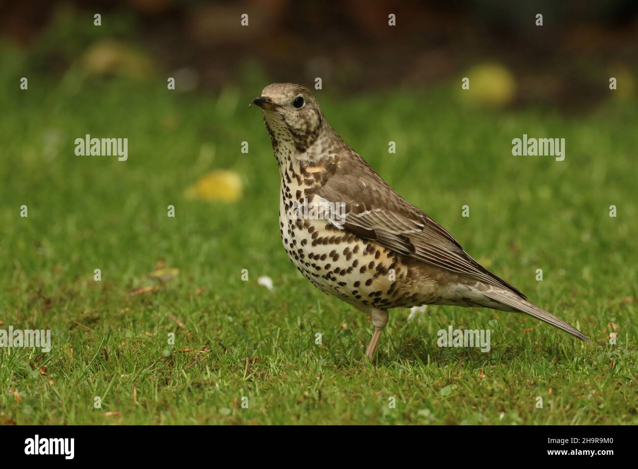 Mistle mughetto può diventare molto territoriale anche su un unico albero di bacche in inverno quando proteggere una fonte di cibo, inseguendo altri colpi + waxwing Foto Stock