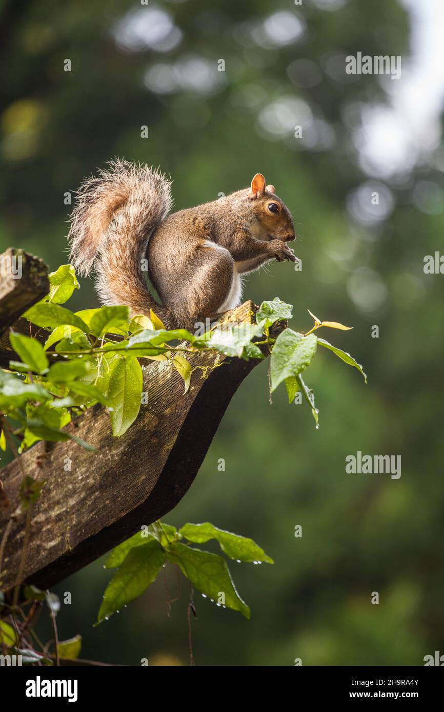 Ritratto di uno scoiattolo seduto su un ramo. Foto Stock