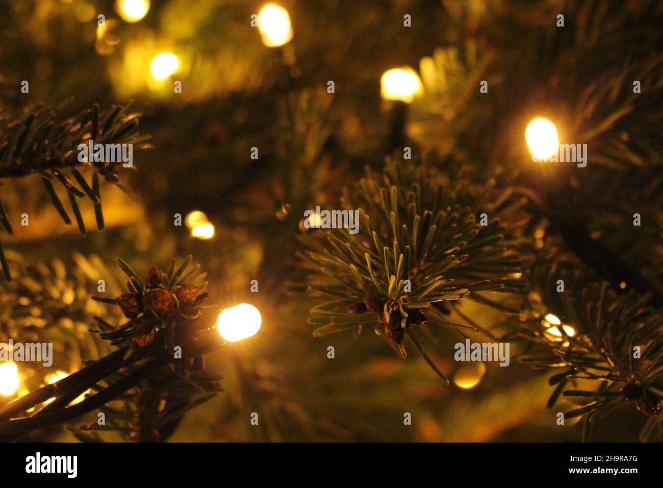 Primo piano di luci fata in un vero albero di Natale Foto Stock