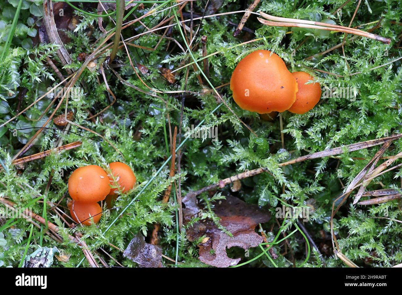 Hygrocybe insipida, noto come cappellino di cera, fungo selvatico dalla Finlandia Foto Stock
