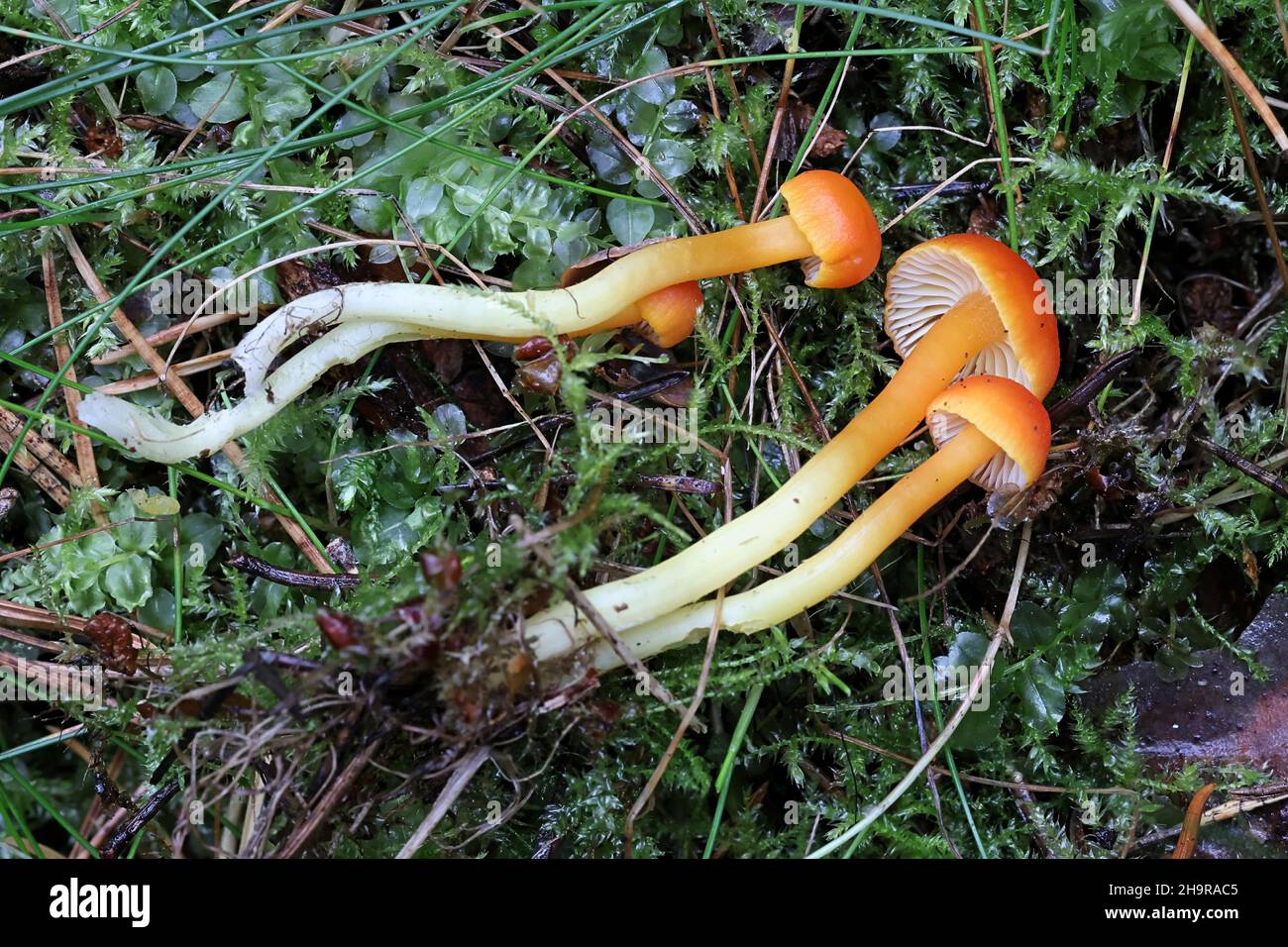 Hygrocybe insipida, noto come cappellino di cera, fungo selvatico dalla Finlandia Foto Stock