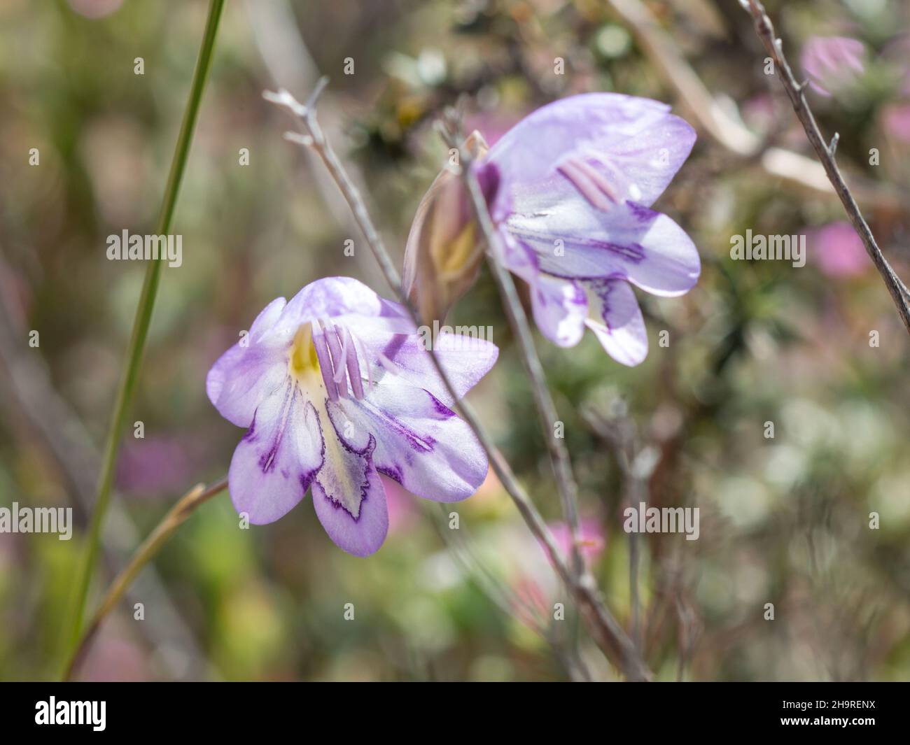 Primo piano di bellissimi fiori di gladiolo viola Foto Stock