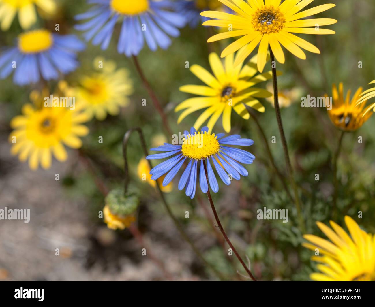 Margherite gialle e blu da vicino dei fiori selvatici in crescita Foto Stock