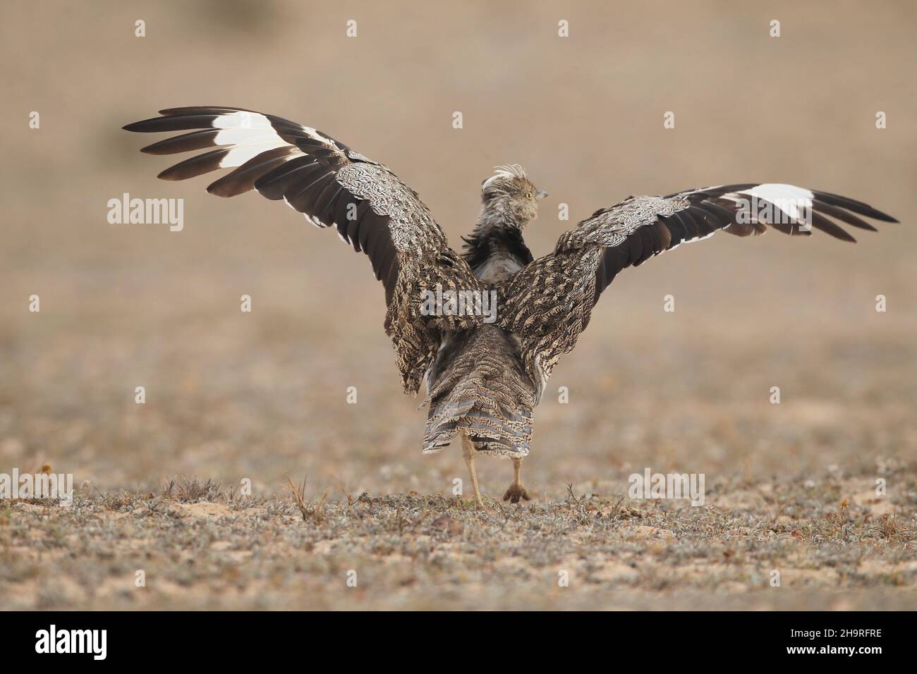 Houbara bustard può essere visto dalle tracce attraverso gli aridi paesaggi sulla Lanzarote, la terra circostante è protetta per questi uccelli iconici. Foto Stock