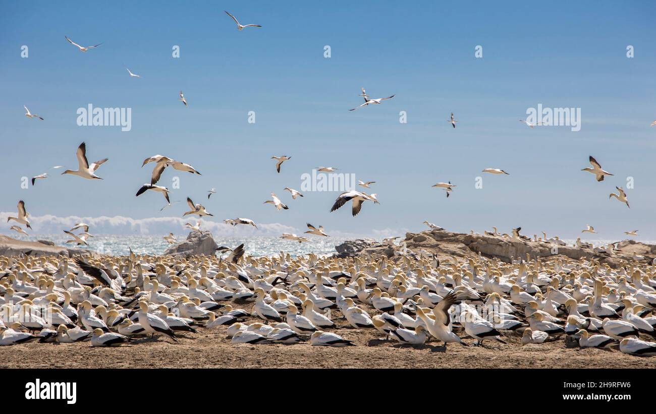 Una colonia riproduttiva di gannet del Capo (Morus capensis) sull'isola degli uccelli nella baia di Lambert Foto Stock