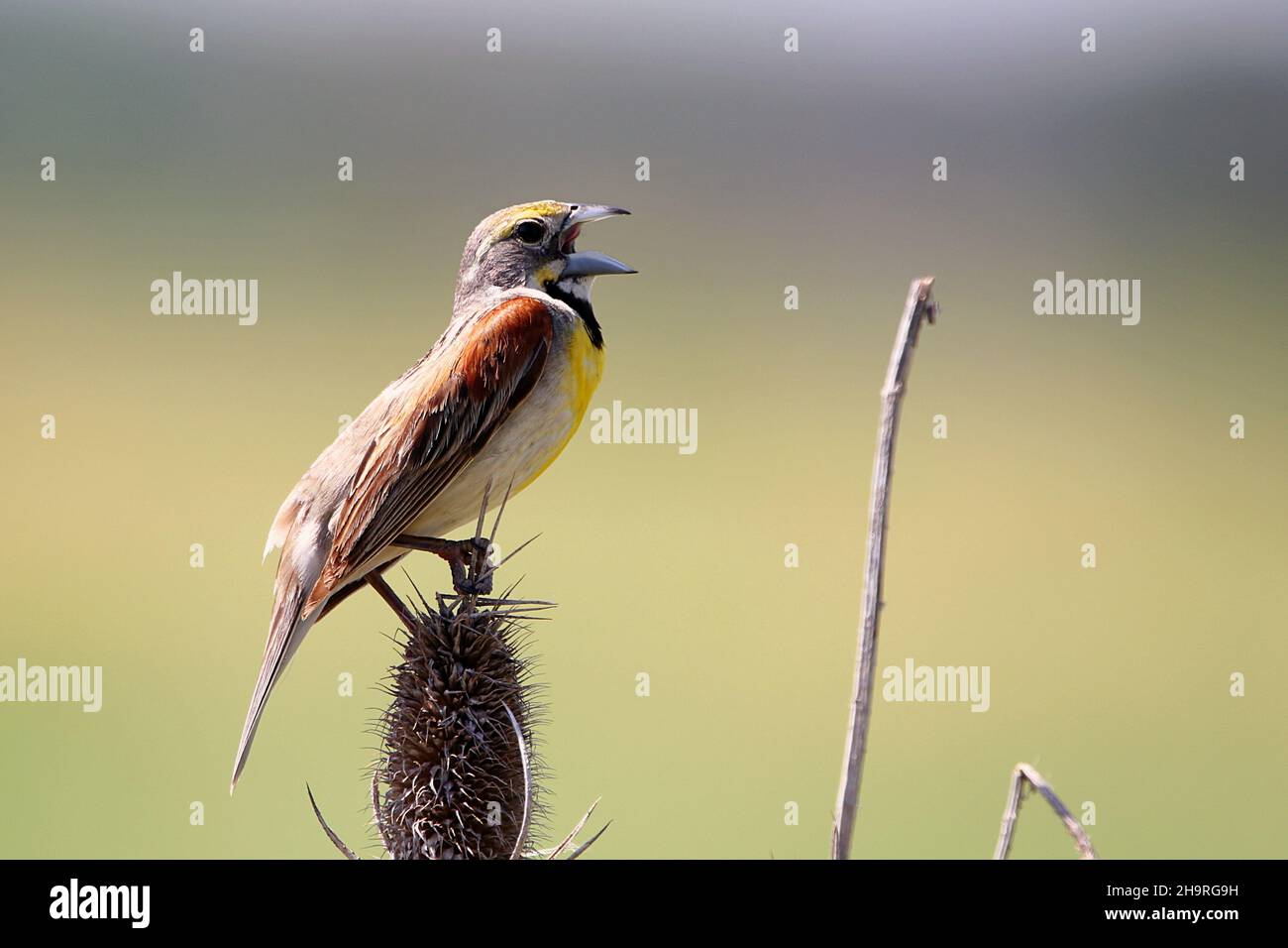 Primo piano di un Dickcissel appollaiato su un fiore selvatico Foto Stock