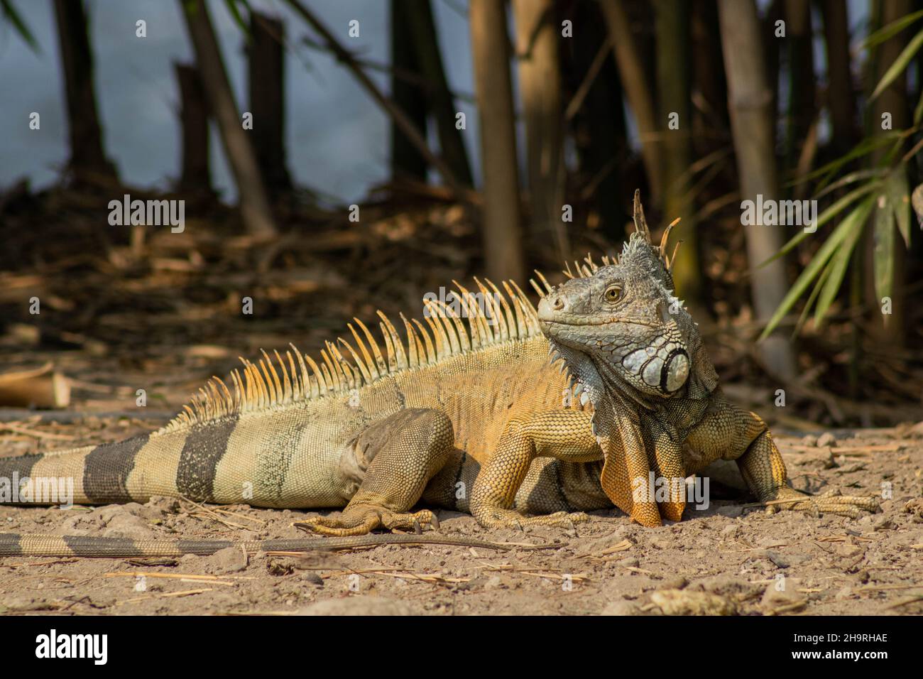 Verde iguana tra gli alberi, verde iguana sotto il sole Foto Stock