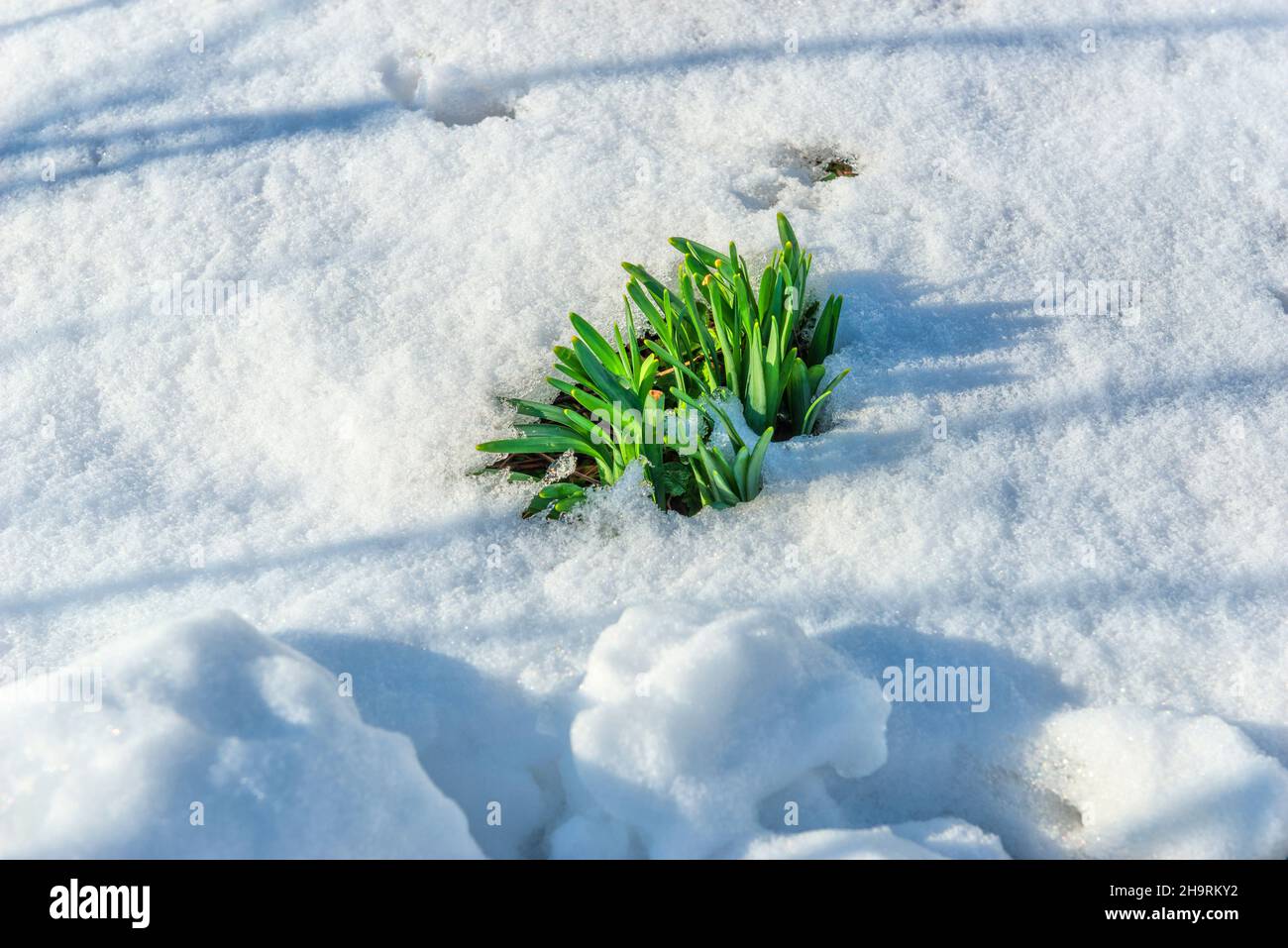narcisi di fiori di pianta su neve scongelata Foto Stock