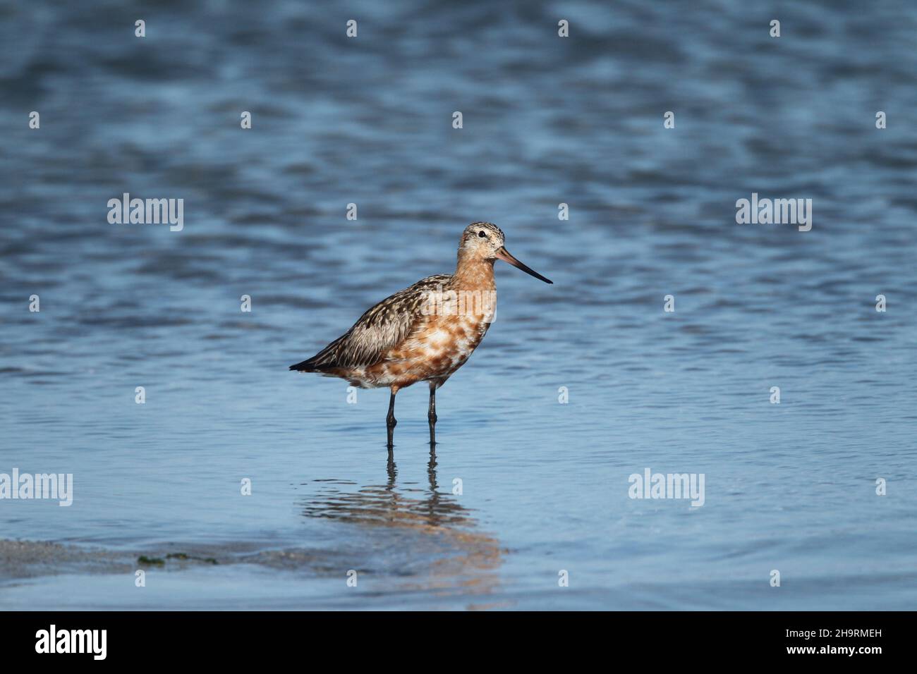 Bar Tailed godwit, un allevamento di specie migratorie nel Tundra + Islanda. Ciò può essere un uccello di ritorno presto poichè non è in piumaggio pieno. Foto Stock