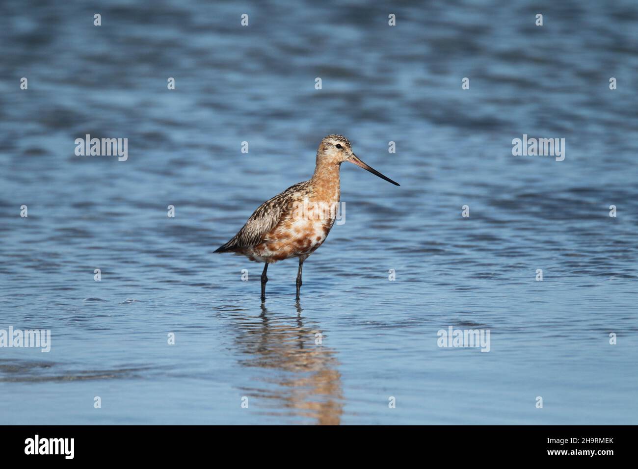Bar Tailed godwit, un allevamento di specie migratorie nel Tundra + Islanda. Ciò può essere un uccello di ritorno presto poichè non è in piumaggio pieno. Foto Stock