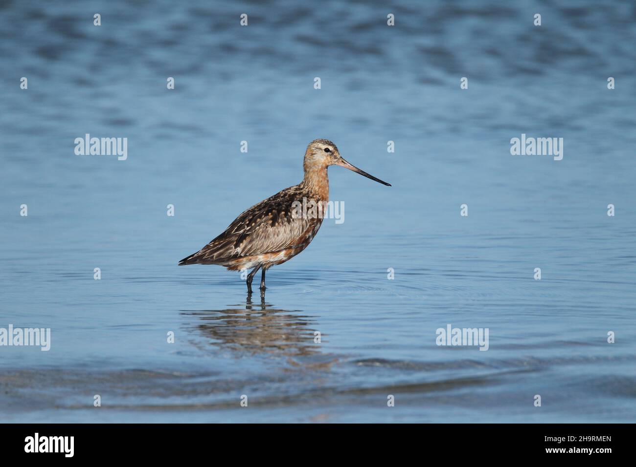 Bar Tailed godwit, un allevamento di specie migratorie nel Tundra + Islanda. Ciò può essere un uccello di ritorno presto poichè non è in piumaggio pieno. Foto Stock