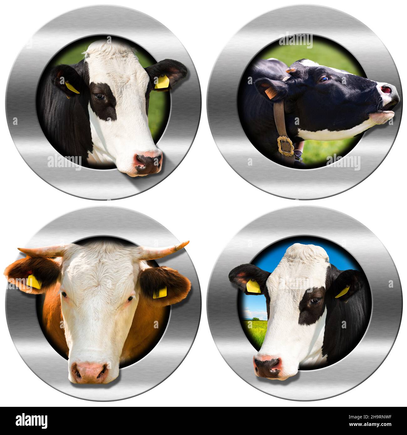 Collezione di quattro simboli rotondi metallici o icone con spazio copia e teste di mucche. Isolato su sfondo bianco. Foto Stock
