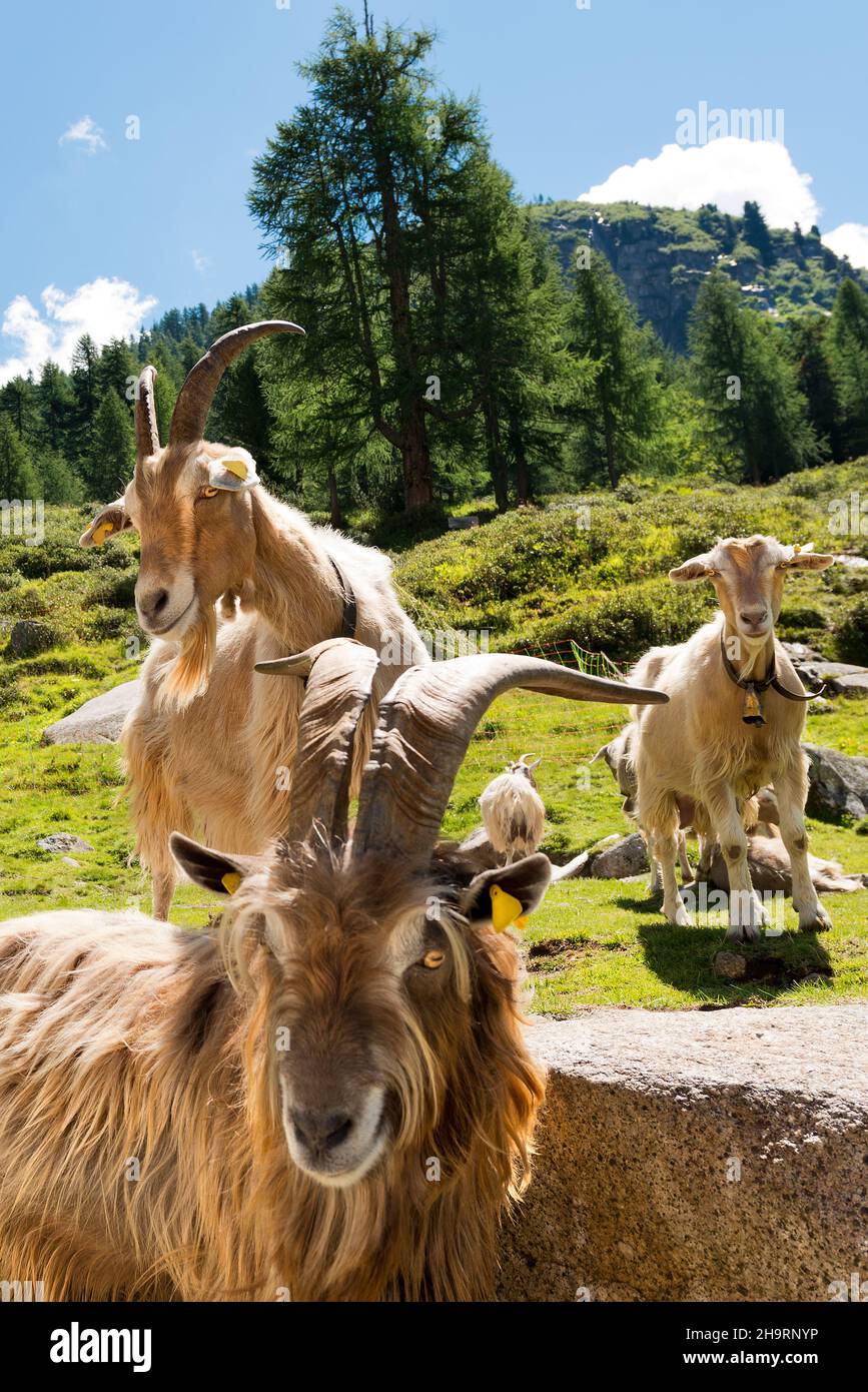 Gruppo di capre di montagna guardando la macchina fotografica. Paesaggio alpino sullo sfondo, Alpi Italiane, Trentino Alto Adige, Italia, Europa. Foto Stock