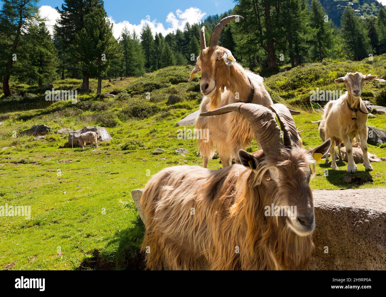 Gruppo di capre di montagna guardando la macchina fotografica. Paesaggio alpino sullo sfondo, Alpi Italiane, Trentino Alto Adige, Italia, Europa. Foto Stock