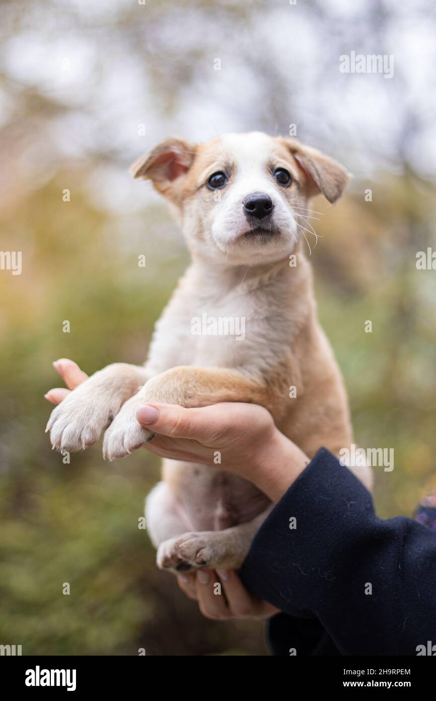 Divertente cane che smillano, cane domestico Foto Stock