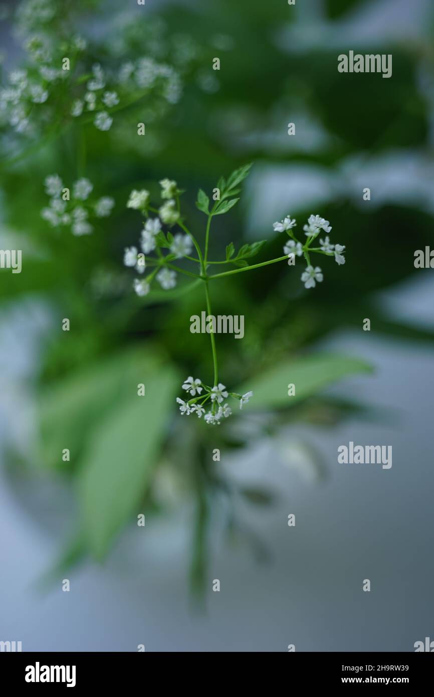Allestimento estivo di fiori botanici con piccoli fiori bianchi sul vaso. Foto Stock