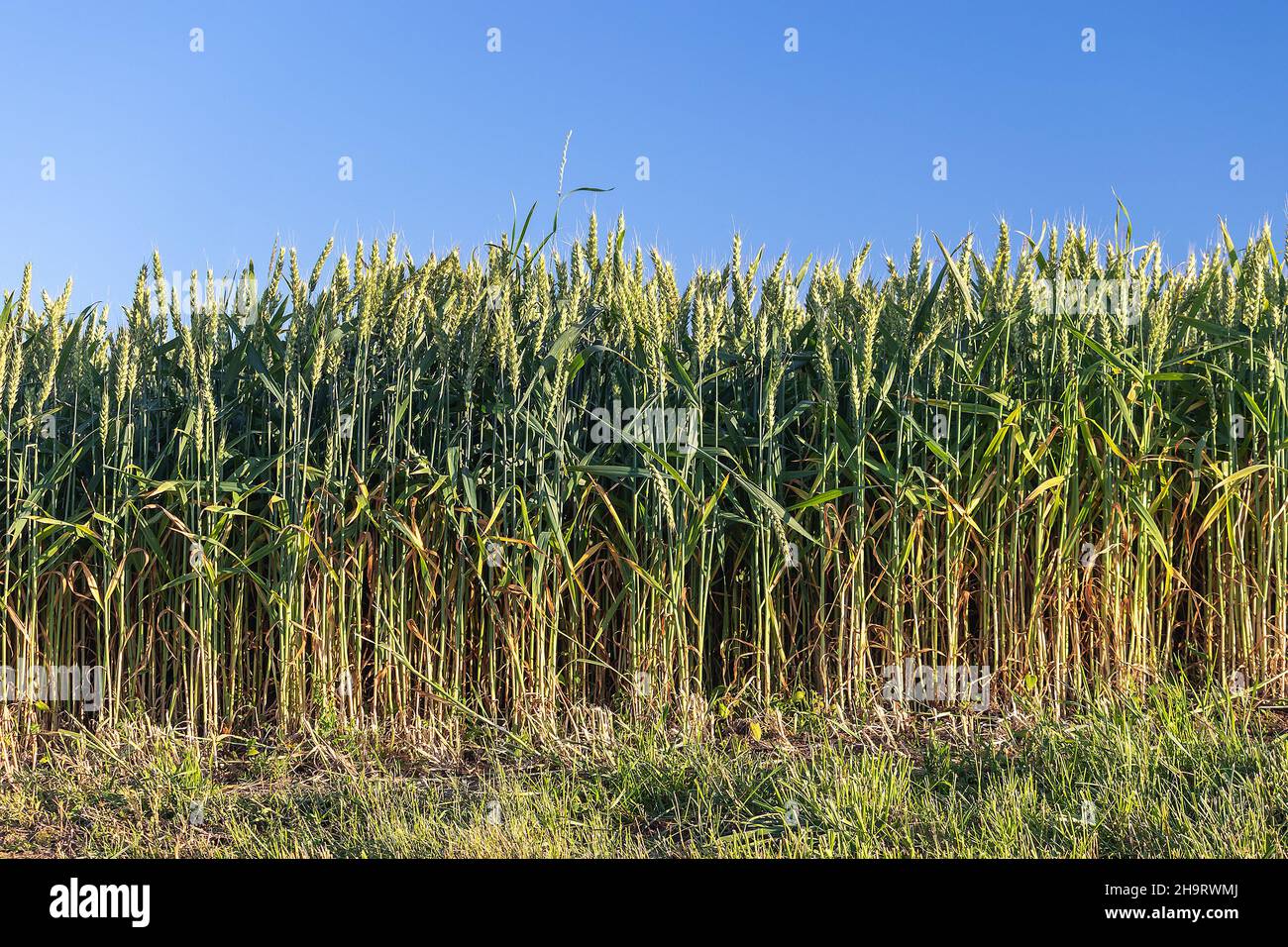 campo di grano - paesaggio rurale, vista laterale di tutta la pianta di campo di grano Foto Stock